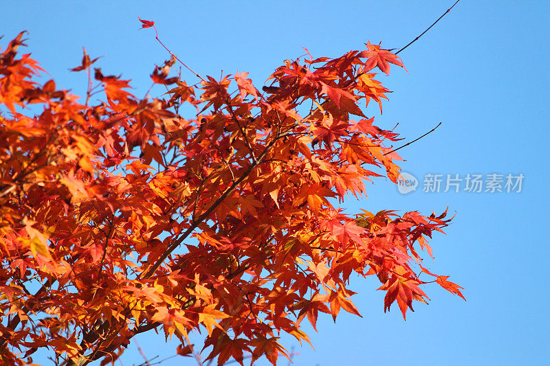 日本枫树/秋天(大阪枫)，红色的秋叶